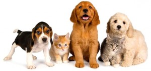 foto-animali-domestici